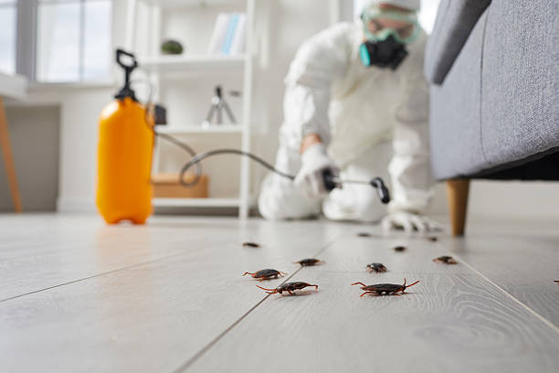 Affordable Termite Control solutions in Ithaca, MI